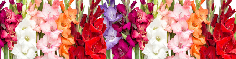 gladiolus, sword lily, sword lilies